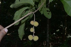 Paracroton integrifolius